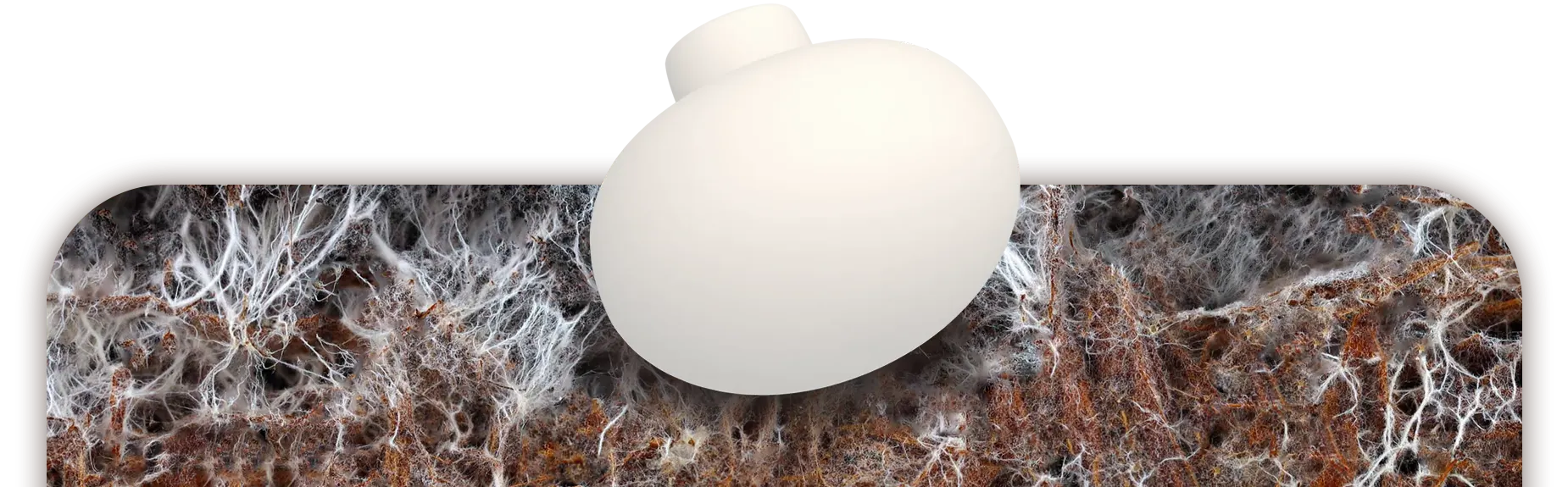 شركة بايو كمبوست