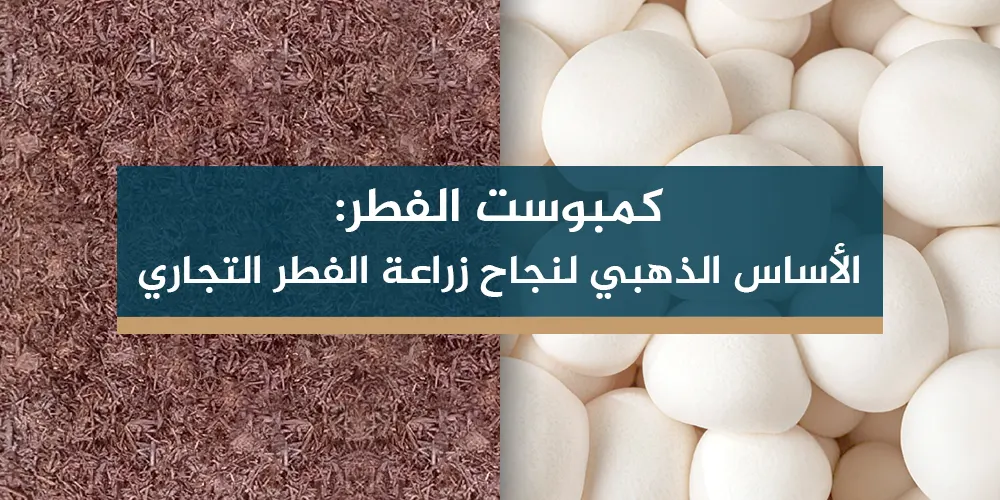 كمبوست الفطر: الأساس الذهبي لنجاح زراعة الفطر التجاري