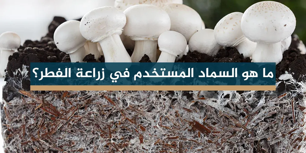 ما هو السماد المستخدم في زراعة الفطر؟