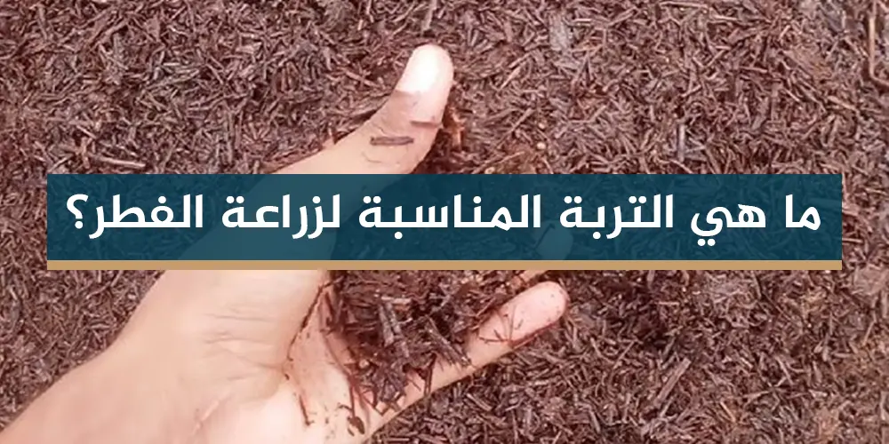 ما هي التربة المناسبة لزراعة الفطر؟