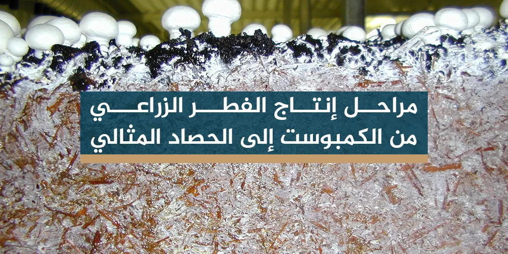 مراحل إنتاج الفطر الزراعي: من الكمبوست إلى الحصاد المثالي