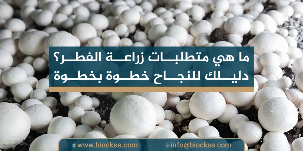 ما هي متطلبات زراعة الفطر؟ دليلك للنجاح خطوة بخطوة