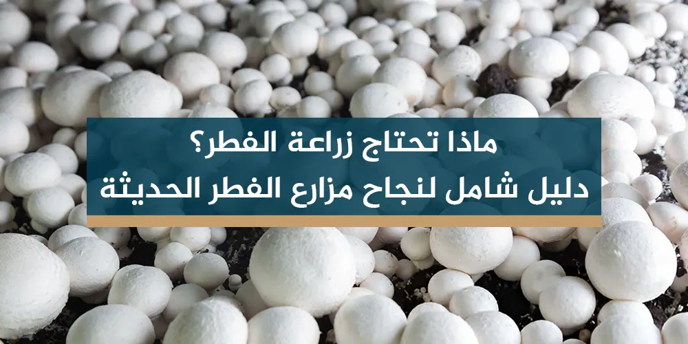 ماذا تحتاج زراعة الفطر؟ دليل شامل لنجاح مزارع الفطر الحديثة