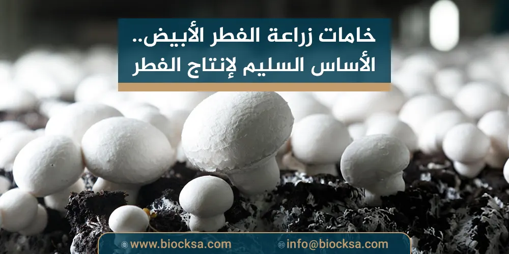 خامات زراعة الفطر الأبيض: الأساس السليم لإنتاج الفطر